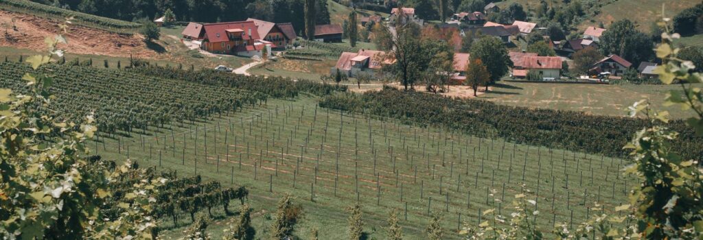 Bosnian Wines