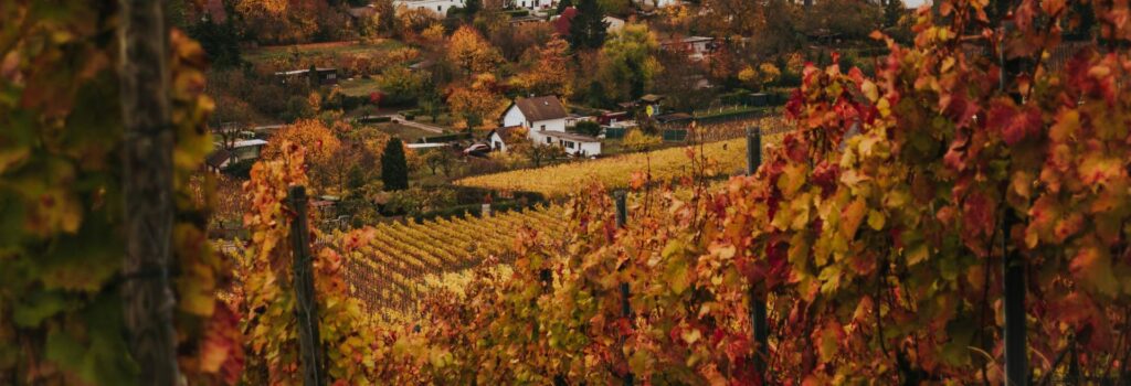 Serbian Wines