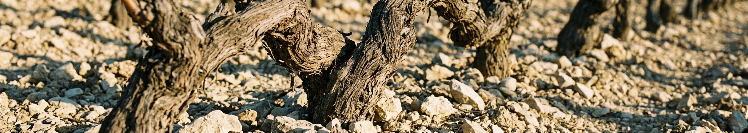 Old gnarled grapevines growing from stony limestone soil